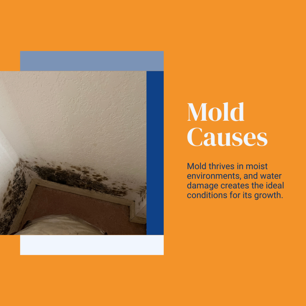 Mold thrives in moist environments, and water damage creates the ideal conditions for its growth.